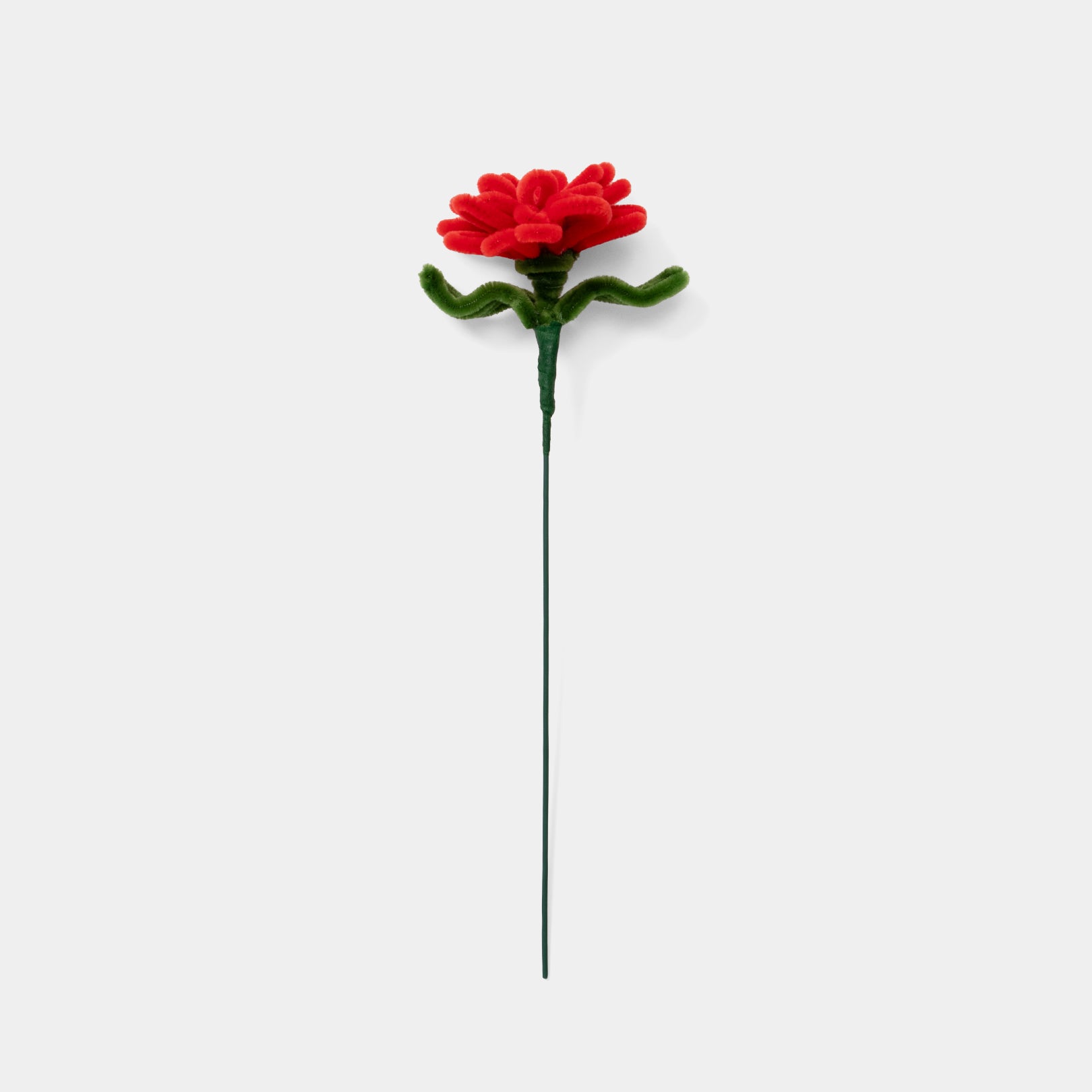 Allenwood Flower [Carnation]