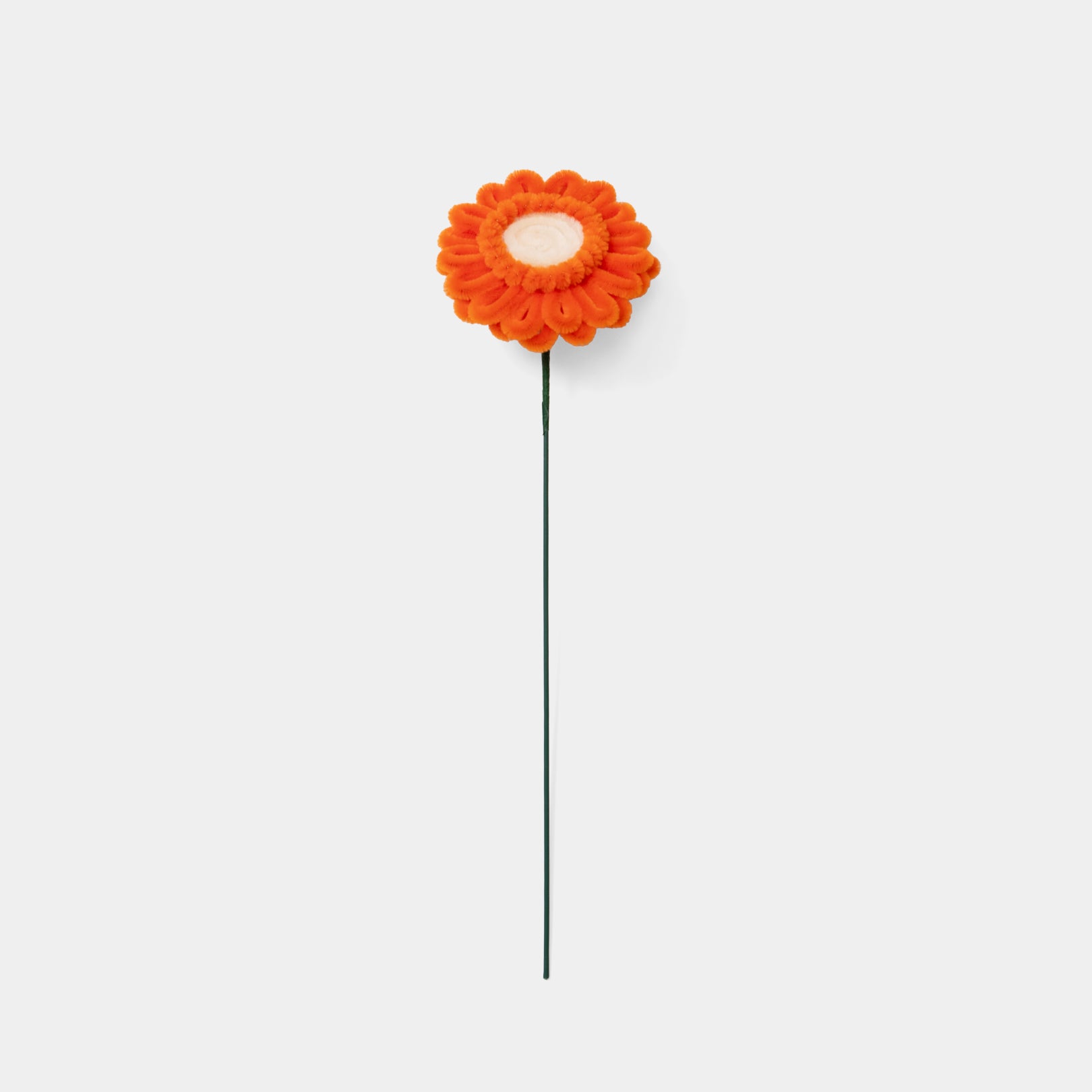Allenwood Flower [Garbera Daisy]