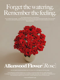 Allenwood Flower [Rose]