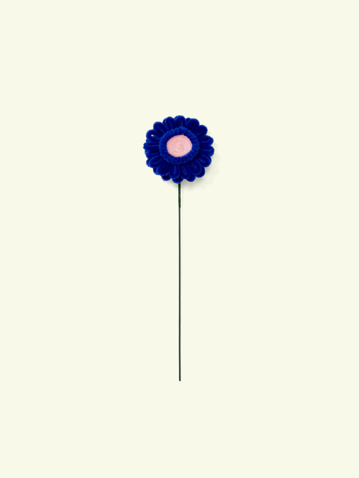 ALLENWOOD FLOWER [GARBERA DAISY]