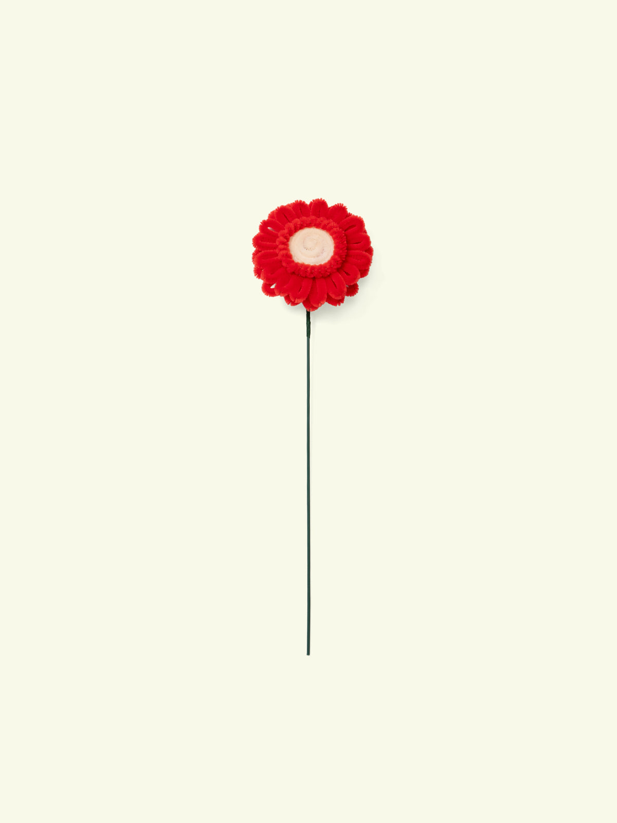 ALLENWOOD FLOWER [GARBERA DAISY]
