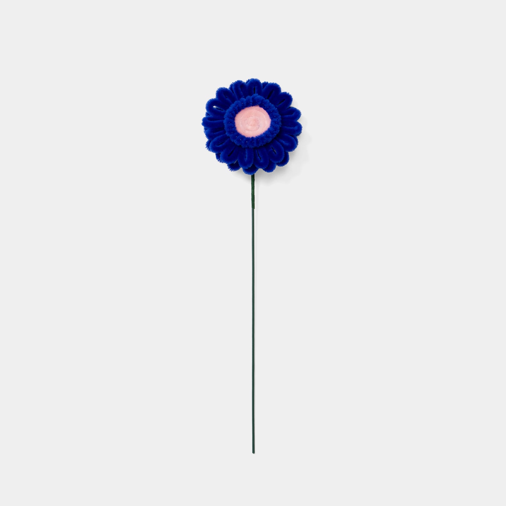 Allenwood Flower [Garbera Daisy]