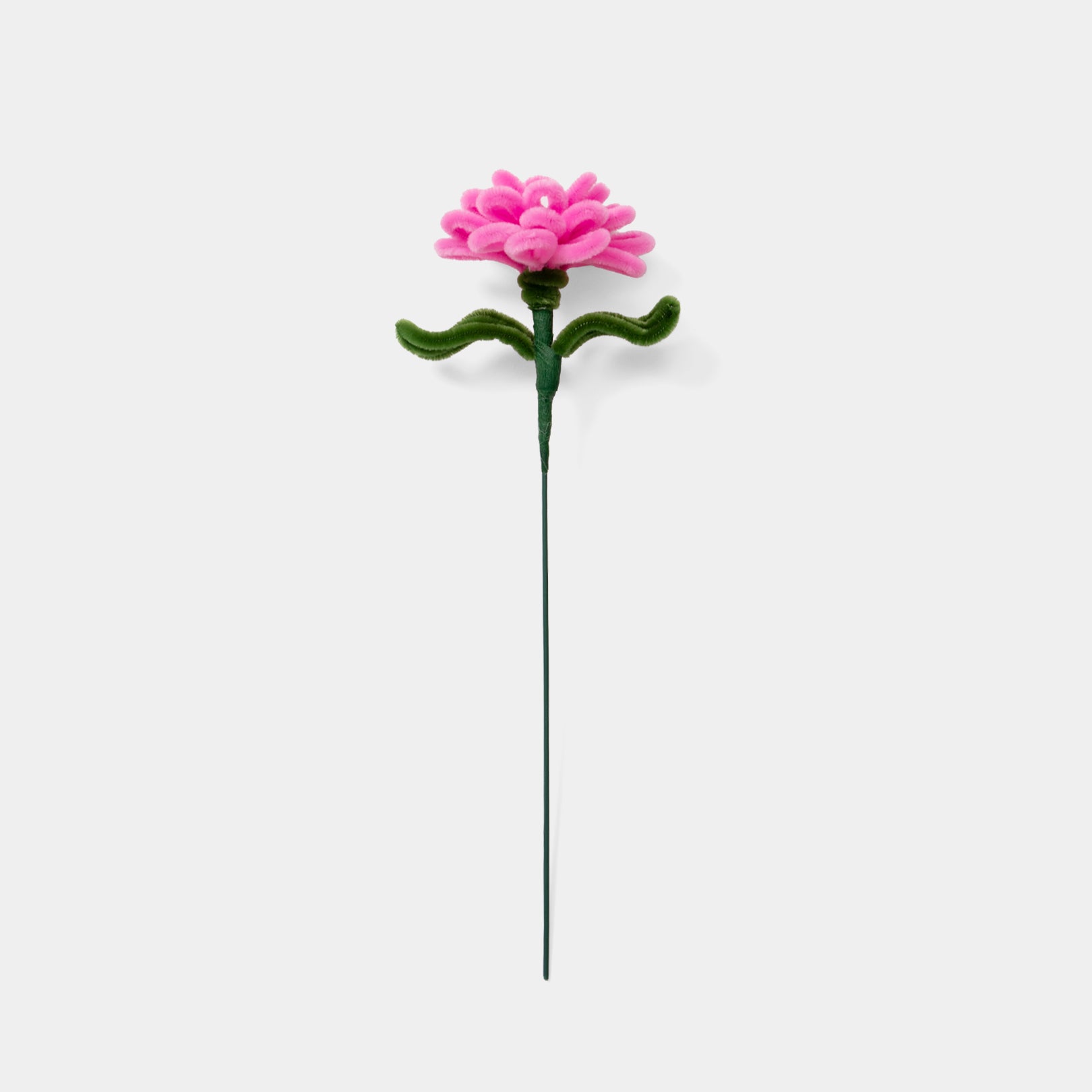 Allenwood Flower [Carnation]