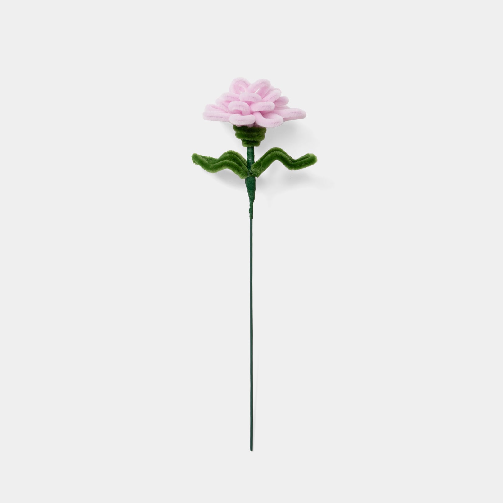 Allenwood Flower [Carnation]