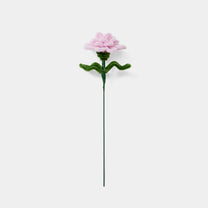 Allenwood Flower [Carnation]