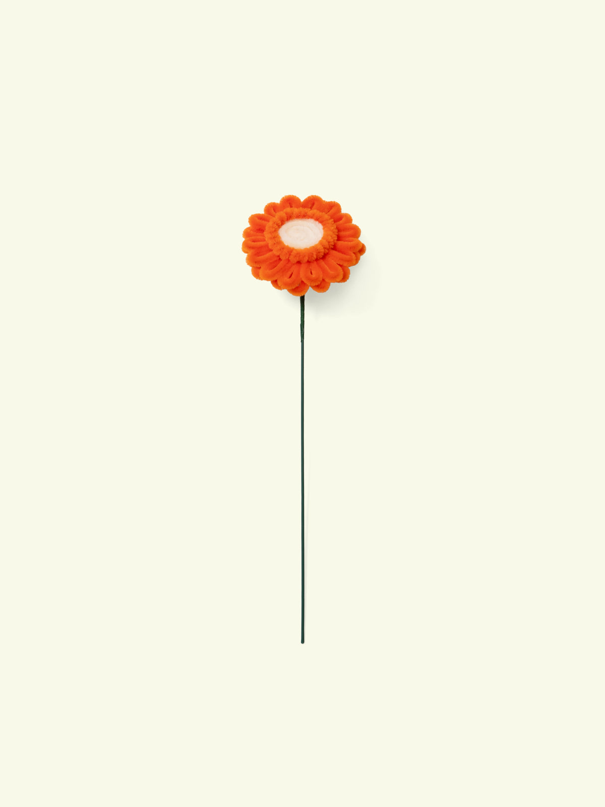 ALLENWOOD FLOWER [GARBERA DAISY]