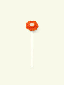 ALLENWOOD FLOWER [GARBERA DAISY]