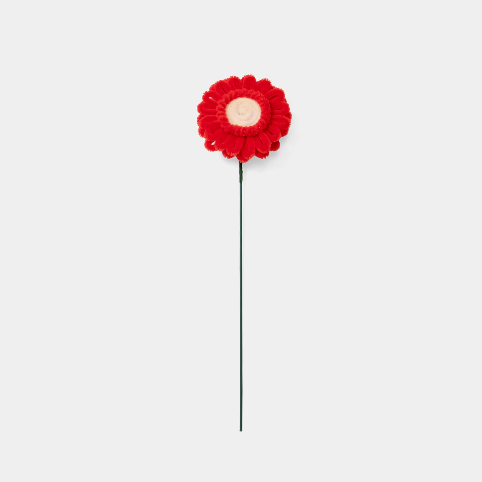 Allenwood Flower [Garbera Daisy]