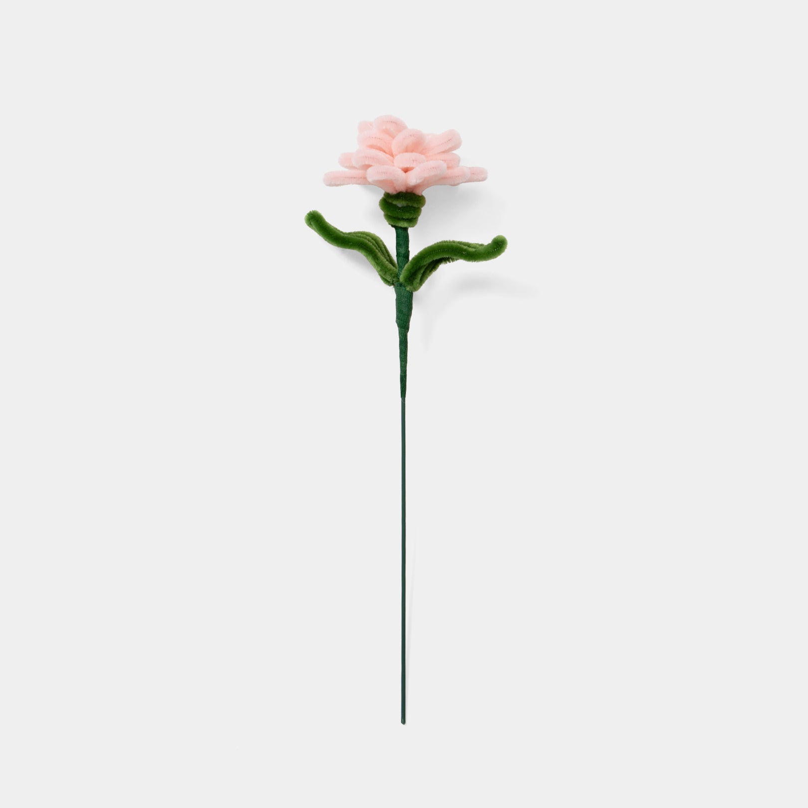 Allenwood Flower [Carnation]