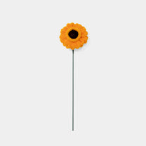 Allenwood Flower [Garbera Daisy]