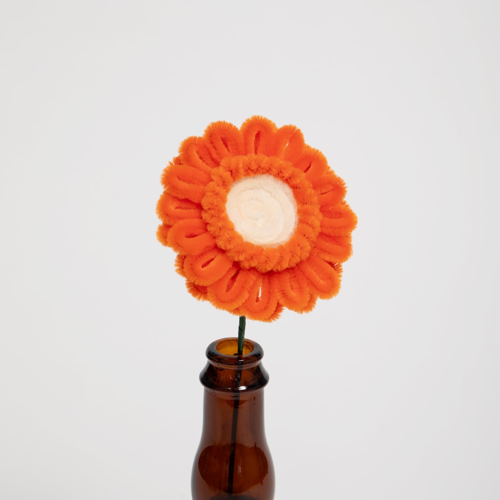 Allenwood Flower [Garbera Daisy]
