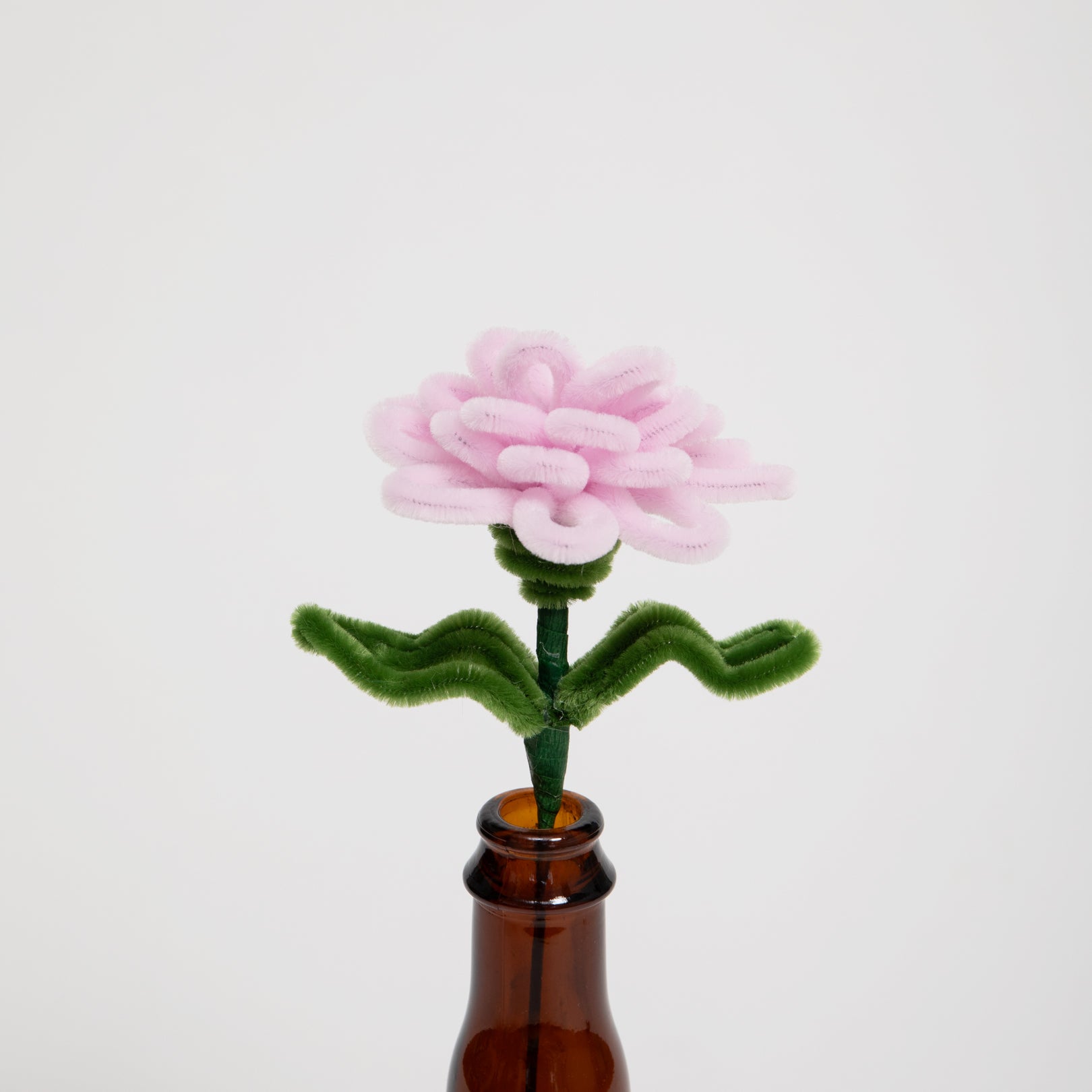 Allenwood Flower [Carnation]