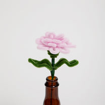 Allenwood Flower [Carnation]