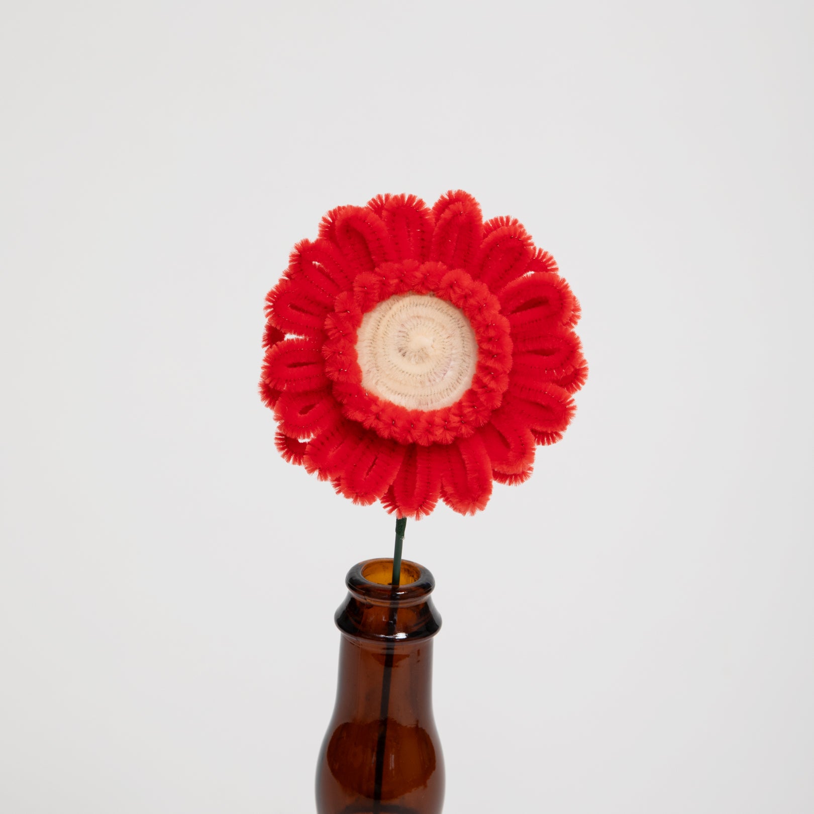 Allenwood Flower [Garbera Daisy]