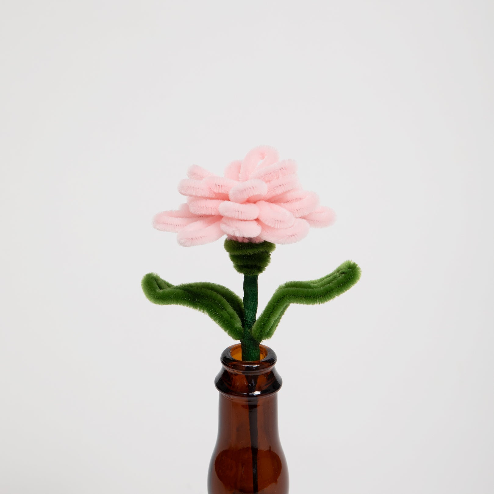 Allenwood Flower [Carnation]