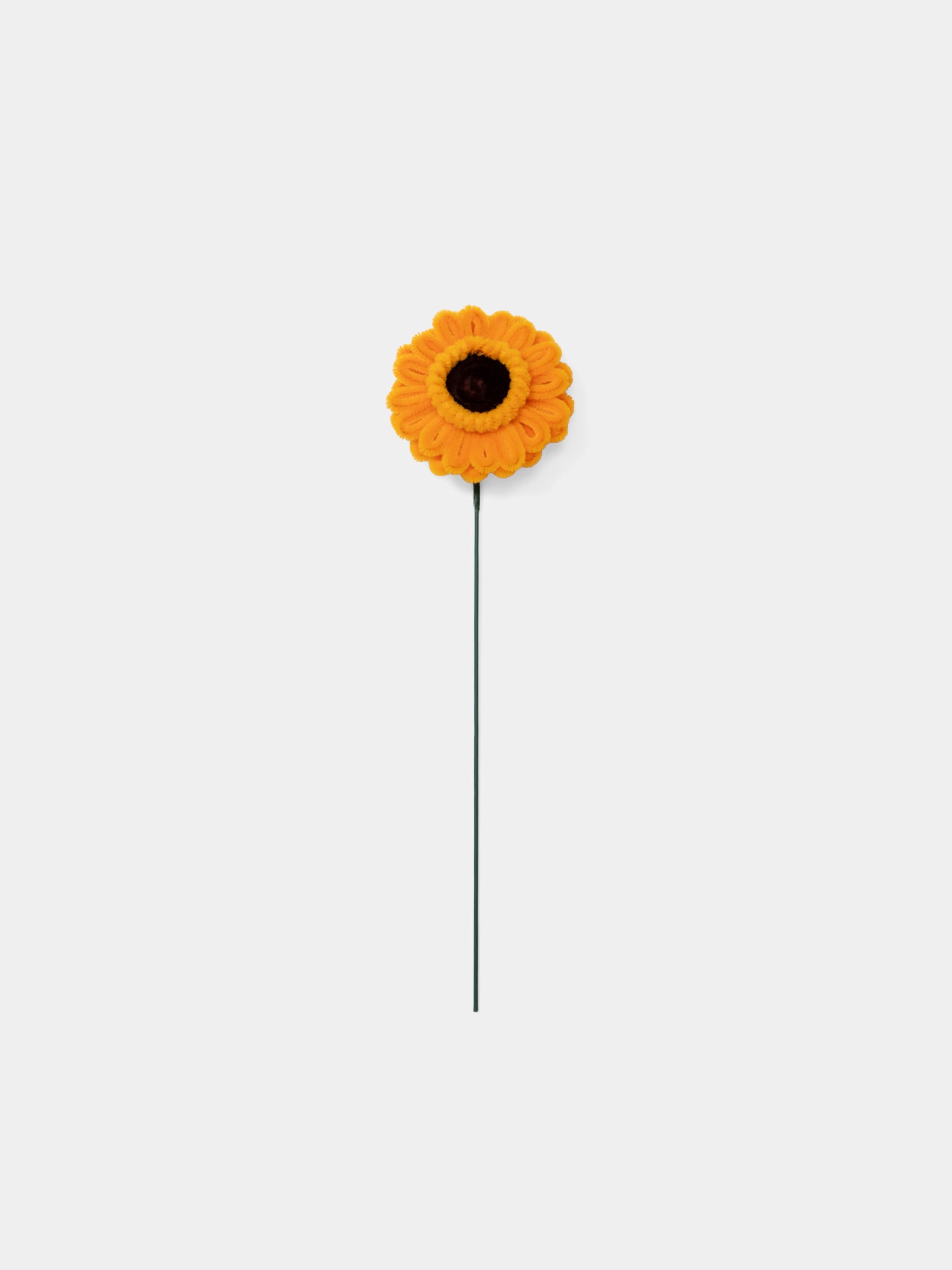 Allenwood Flower [Garbera Daisy]