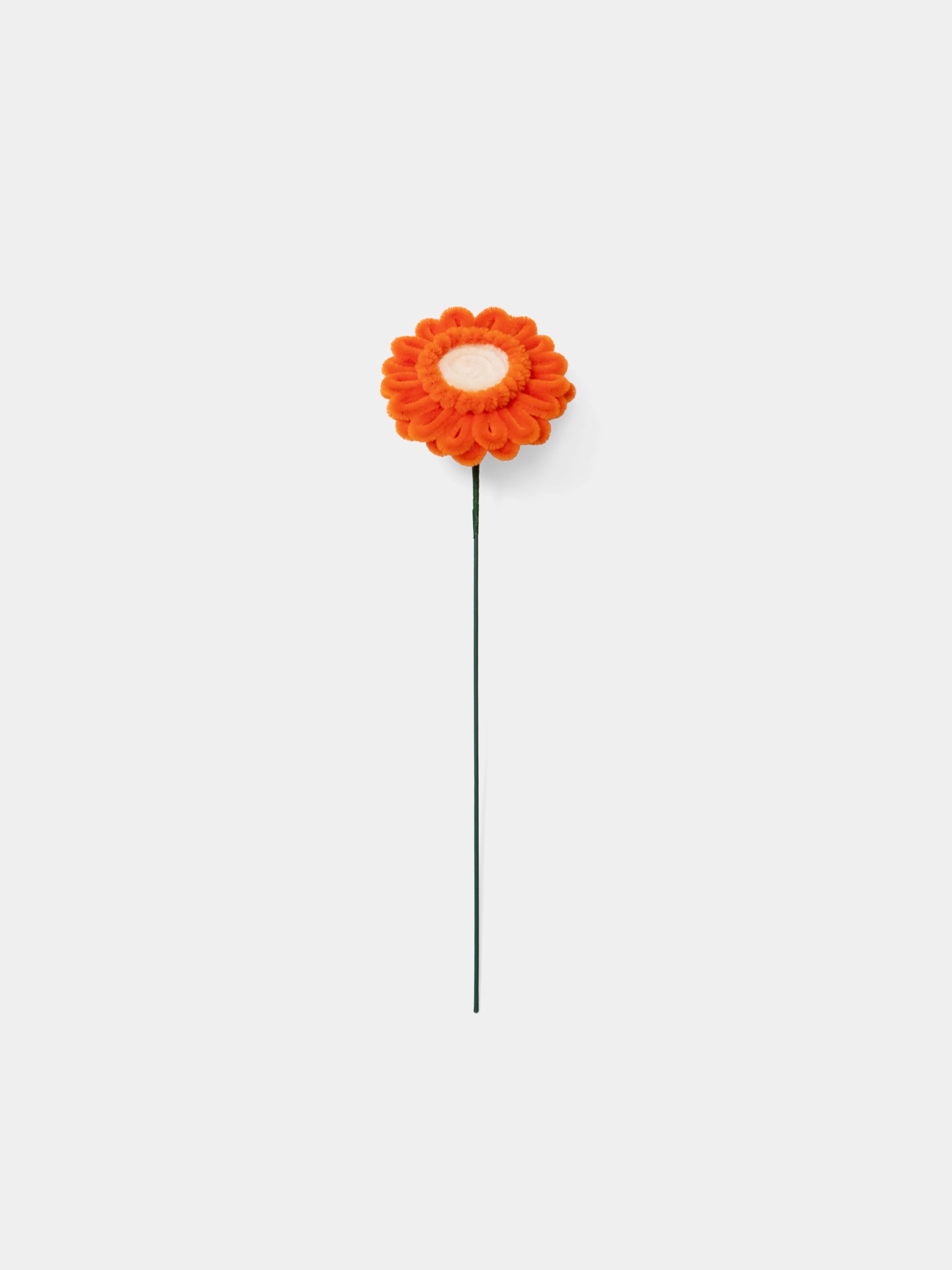 Allenwood Flower [Garbera Daisy]