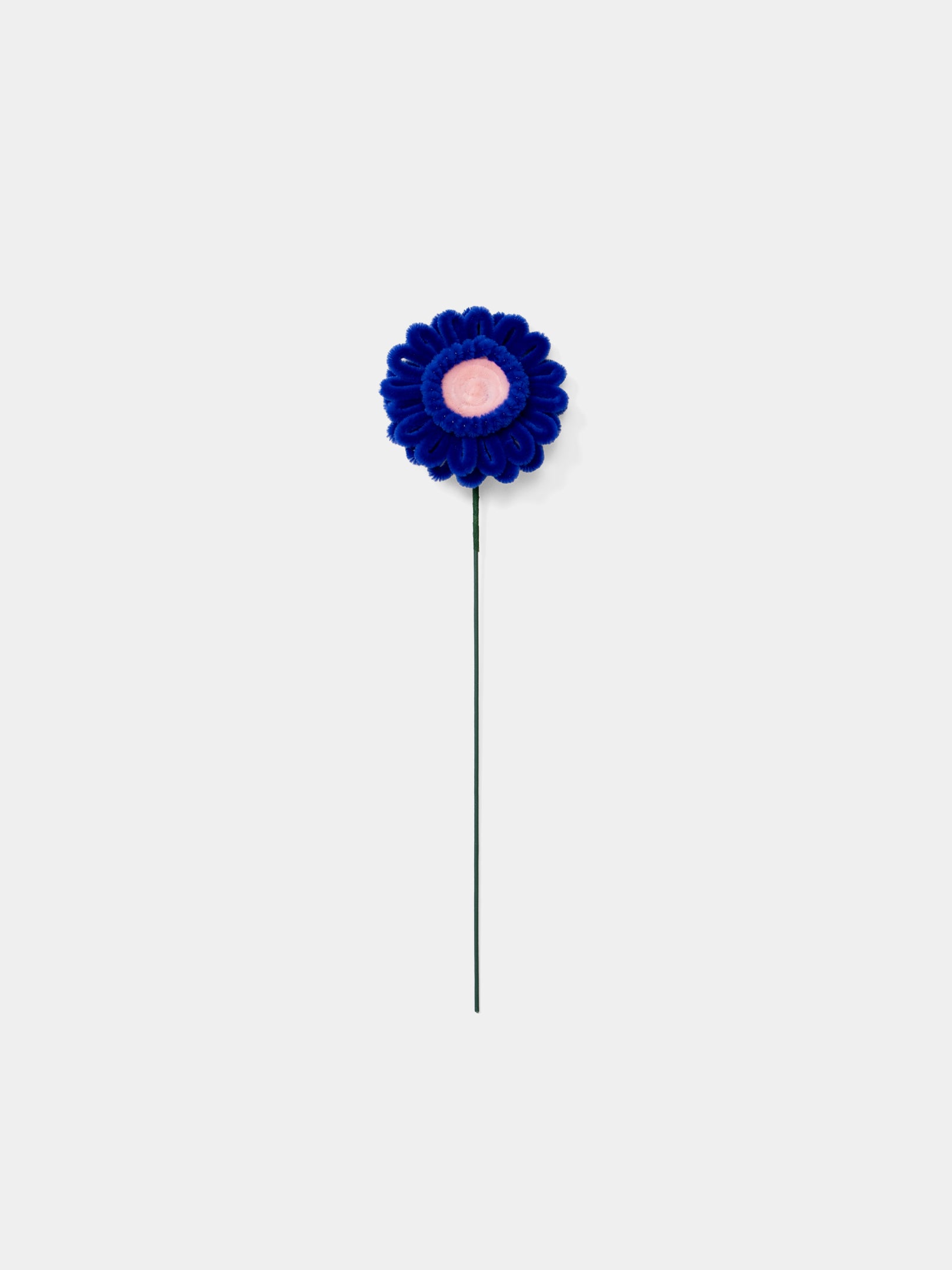 Allenwood Flower [Garbera Daisy]