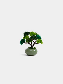 Allenwood Flower [Bonsai]