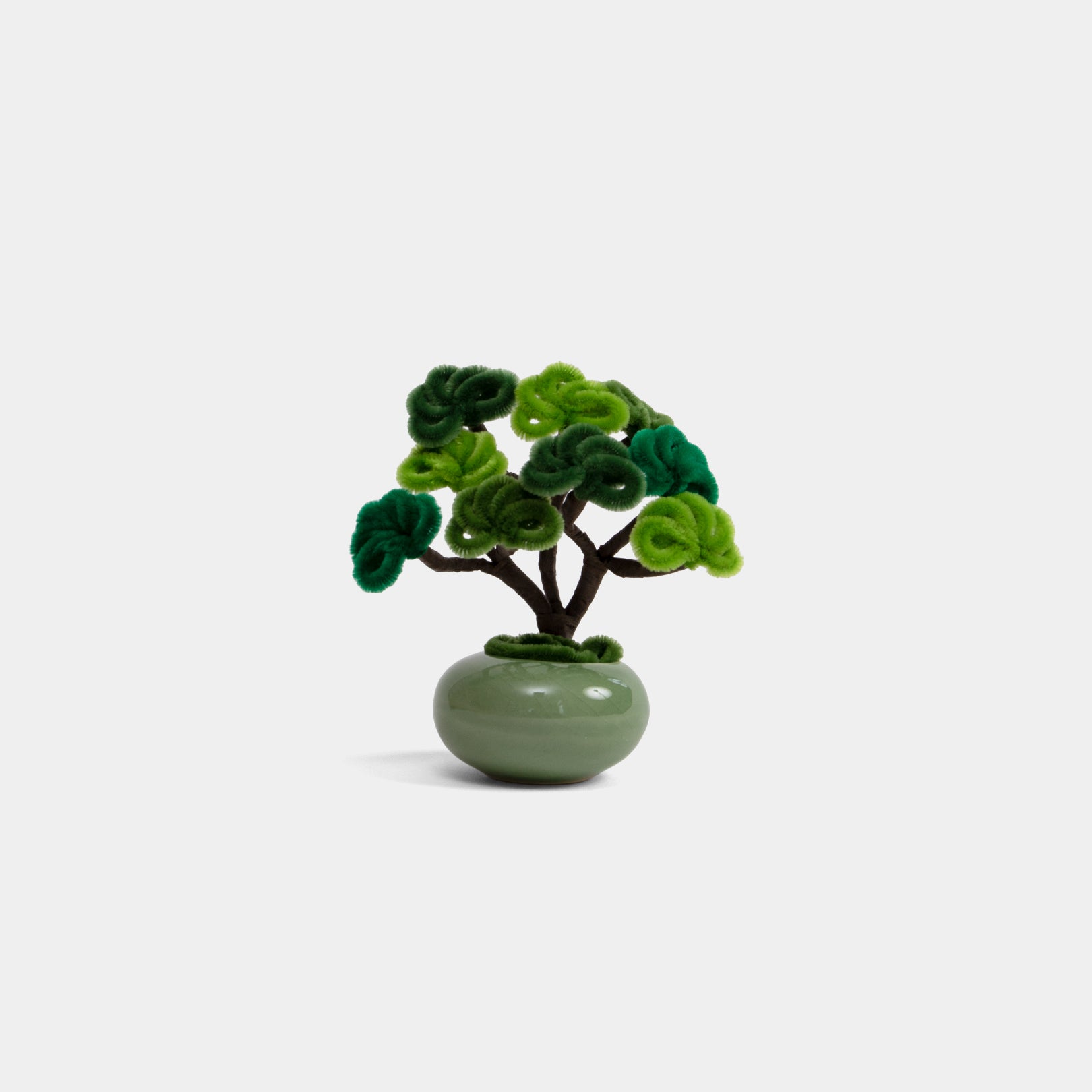 Allenwood Flower [Bonsai]