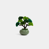 Allenwood Flower [Bonsai]