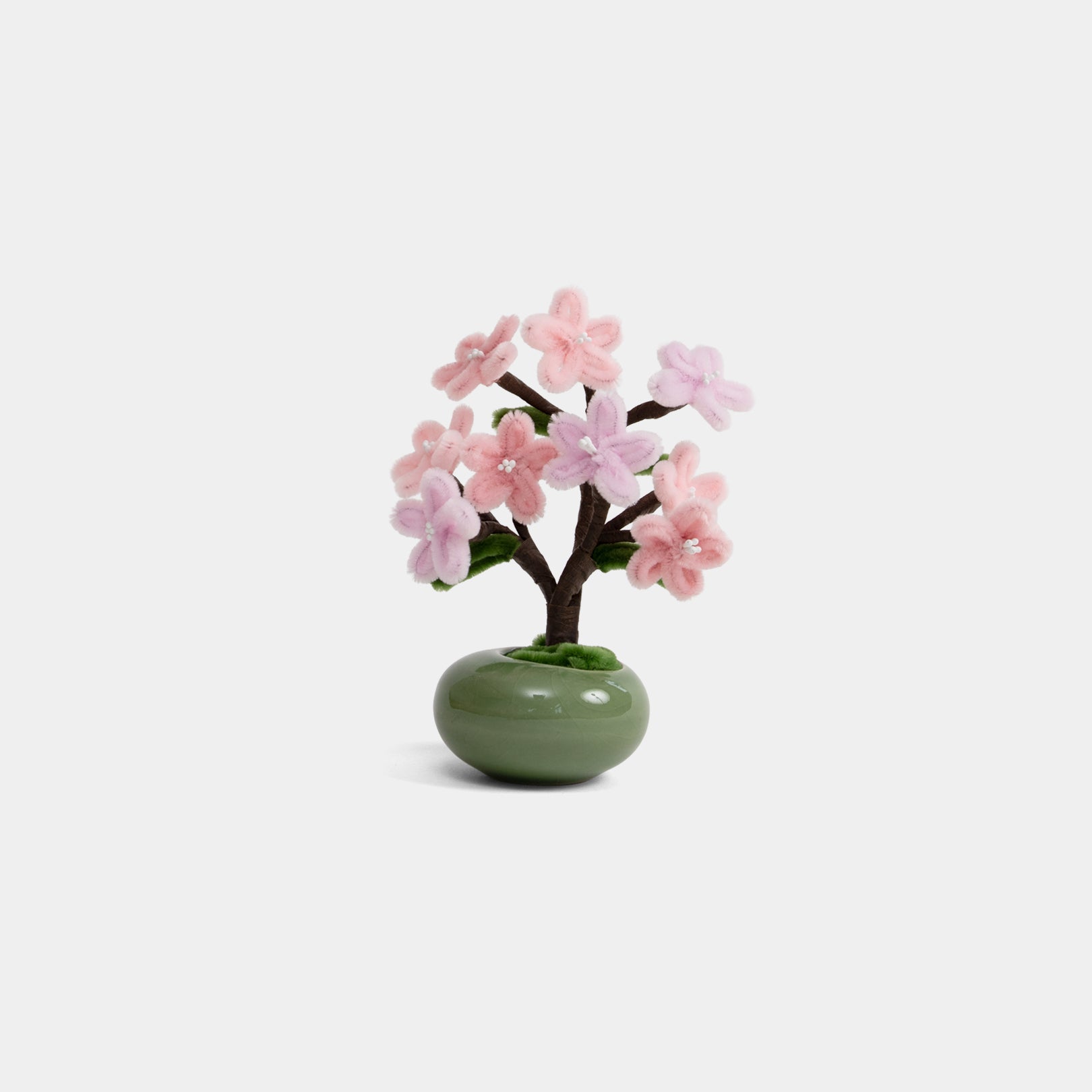 Allenwood Flower [Bonsai]