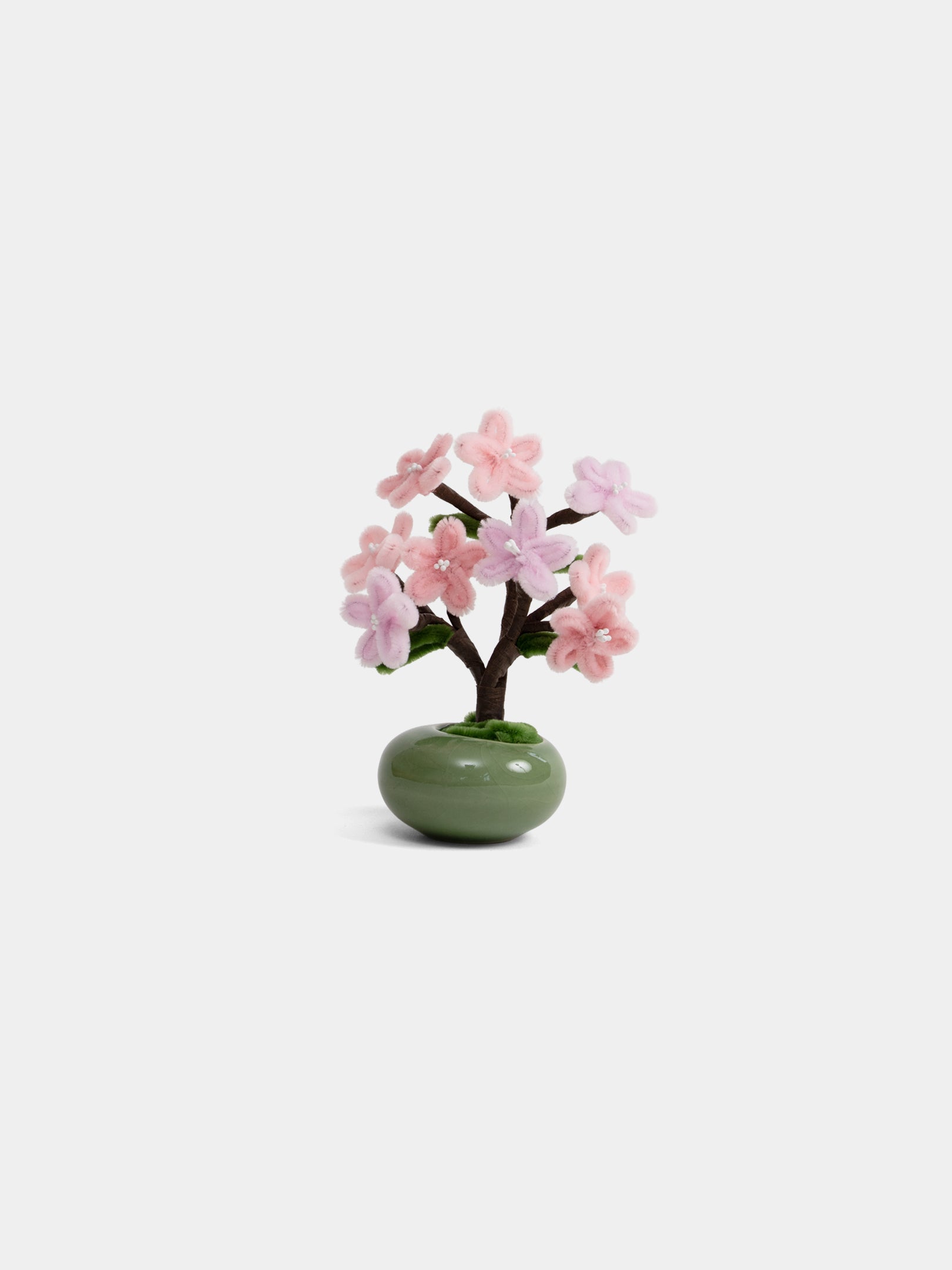Allenwood Flower [Bonsai]
